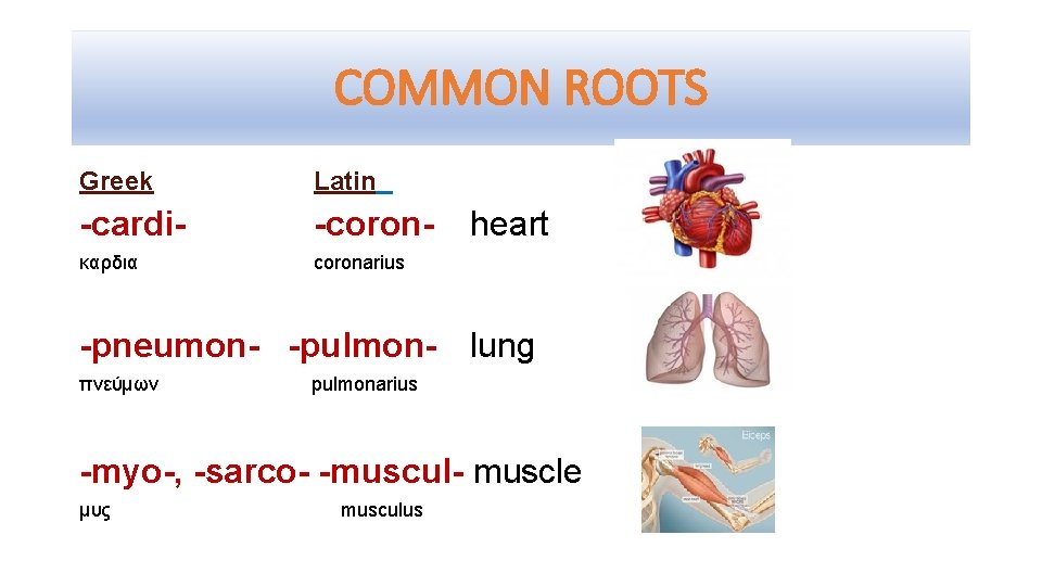 COMMON ROOTS Greek Latin -cardi- -coron- καρδια coronarius heart -pneumon- -pulmon- lung πνεύμων pulmonarius
