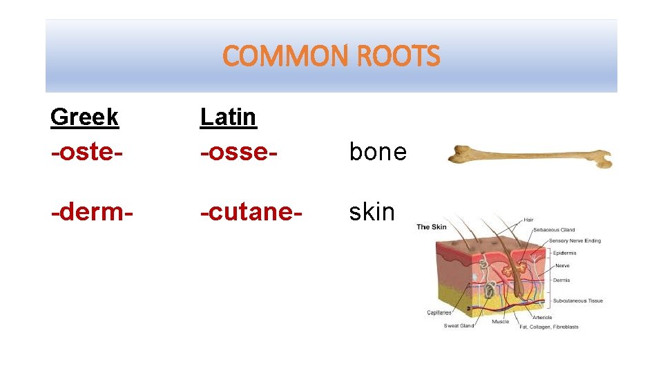 COMMON ROOTS Greek Latin -oste- -osse- bone -derm- -cutane- skin 