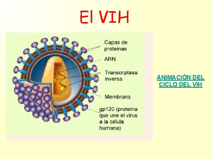 El VIH ANIMACIÓN DEL CICLO DEL VIH 