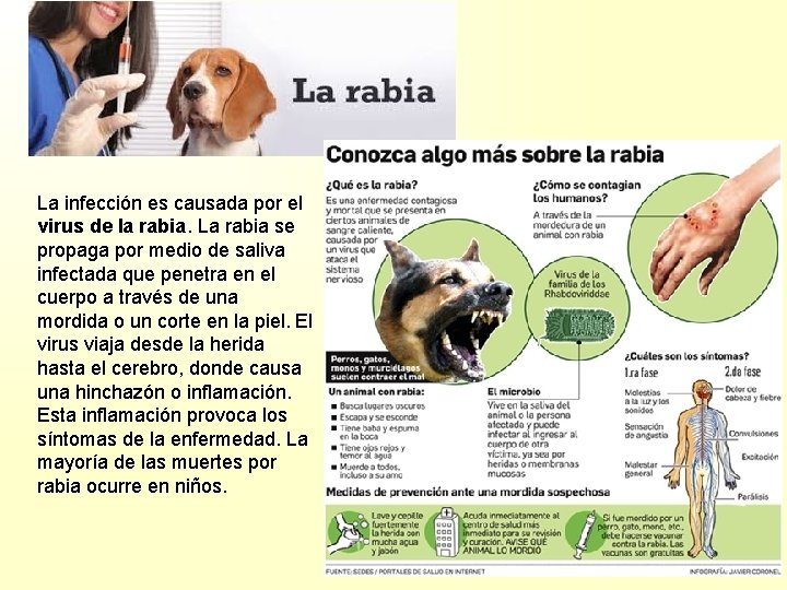 La infección es causada por el virus de la rabia. La rabia se propaga