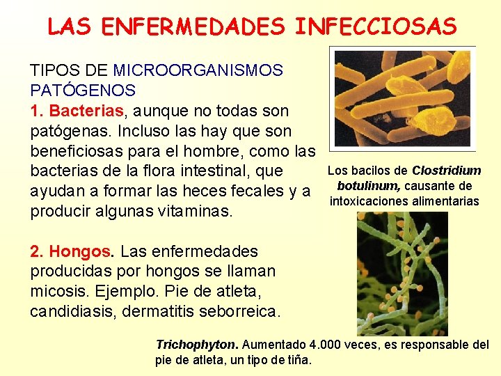 LAS ENFERMEDADES INFECCIOSAS TIPOS DE MICROORGANISMOS PATÓGENOS 1. Bacterias, aunque no todas son patógenas.