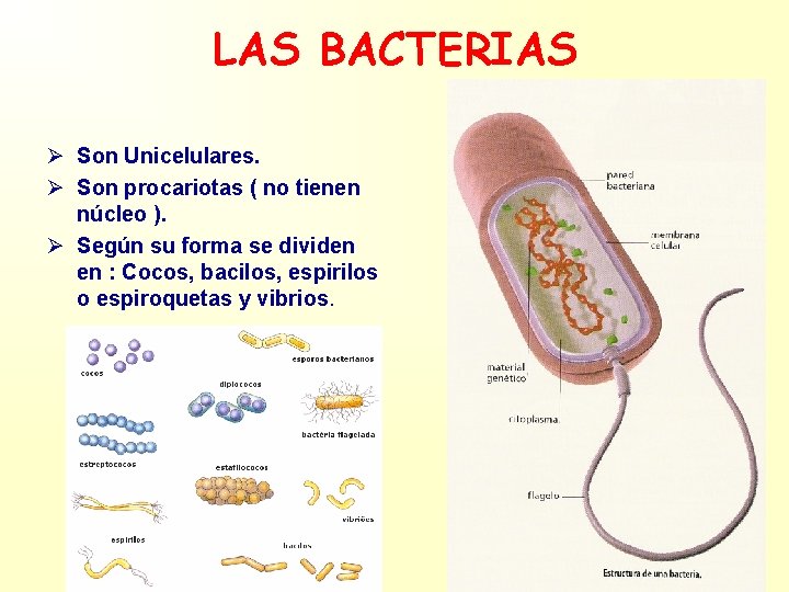 LAS BACTERIAS Ø Son Unicelulares. Ø Son procariotas ( no tienen núcleo ). Ø