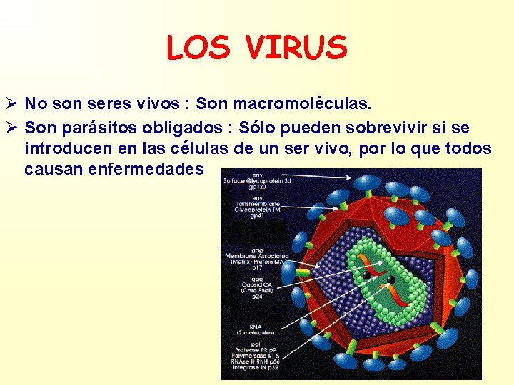 LOS VIRUS Ø No son seres vivos : Son macromoléculas. Ø Son parásitos obligados