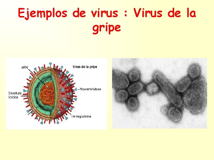 Ejemplos de virus : Virus de la gripe 