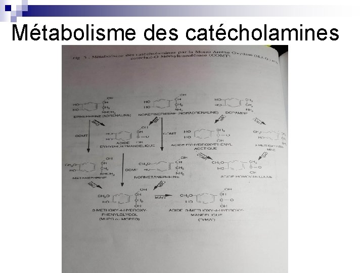 Métabolisme des catécholamines 