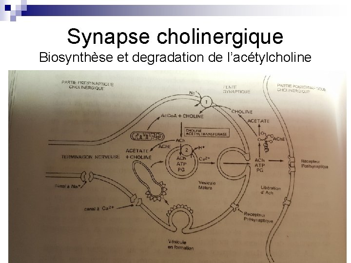 Synapse cholinergique Biosynthèse et degradation de l’acétylcholine 