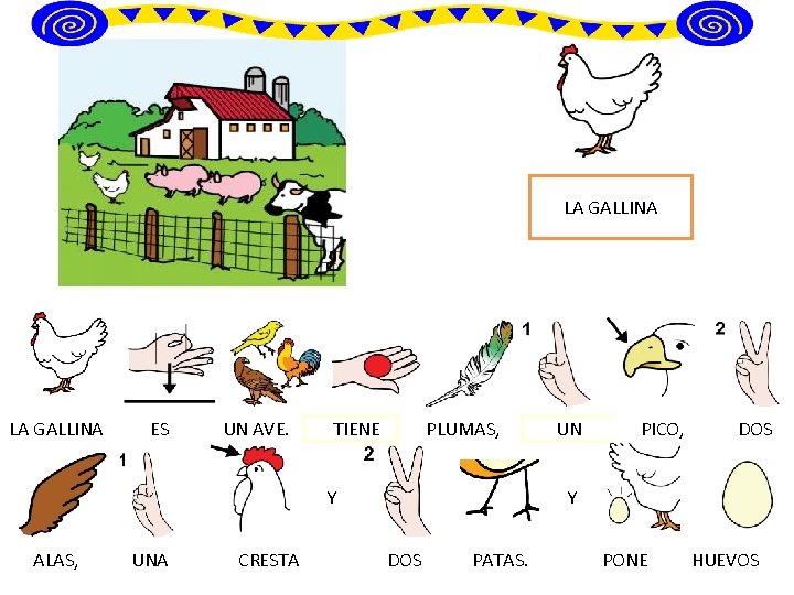 LA GALLINA ES UN AVE. TIENE PLUMAS, Y ALAS, UNA CRESTA UN PICO, DOS