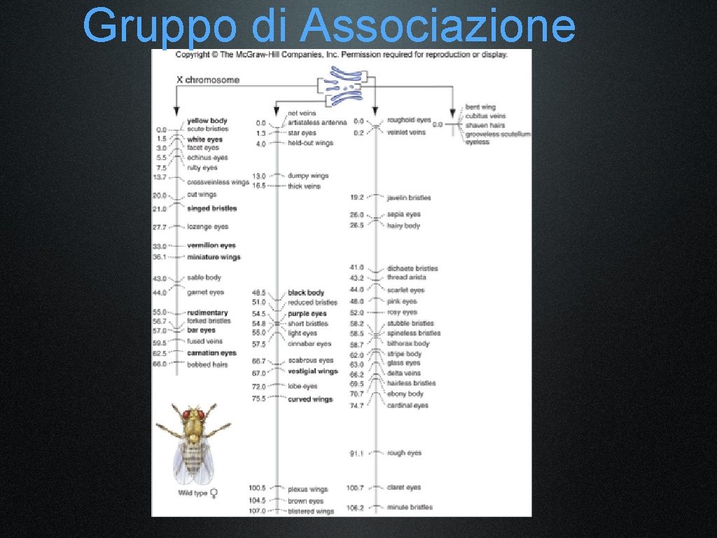 Gruppo di Associazione 