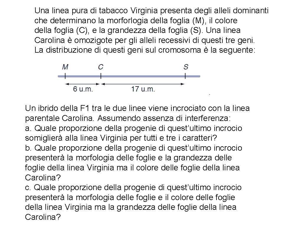 Una linea pura di tabacco Virginia presenta degli alleli dominanti che determinano la morforlogia