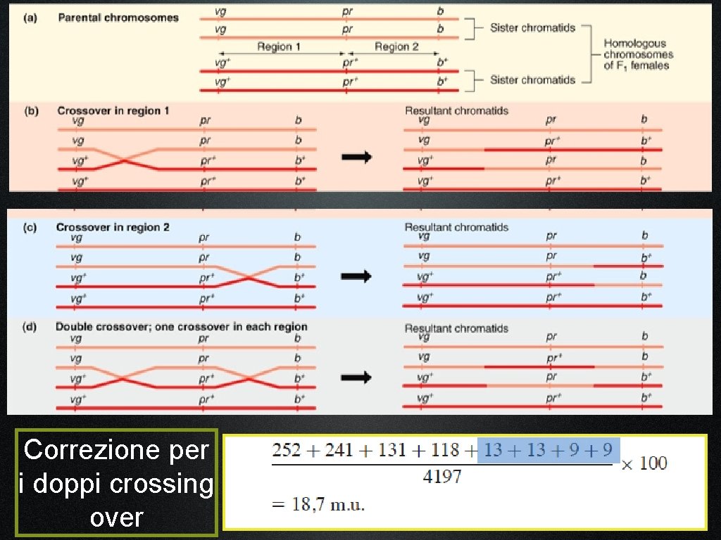 Correzione per i doppi crossing over 