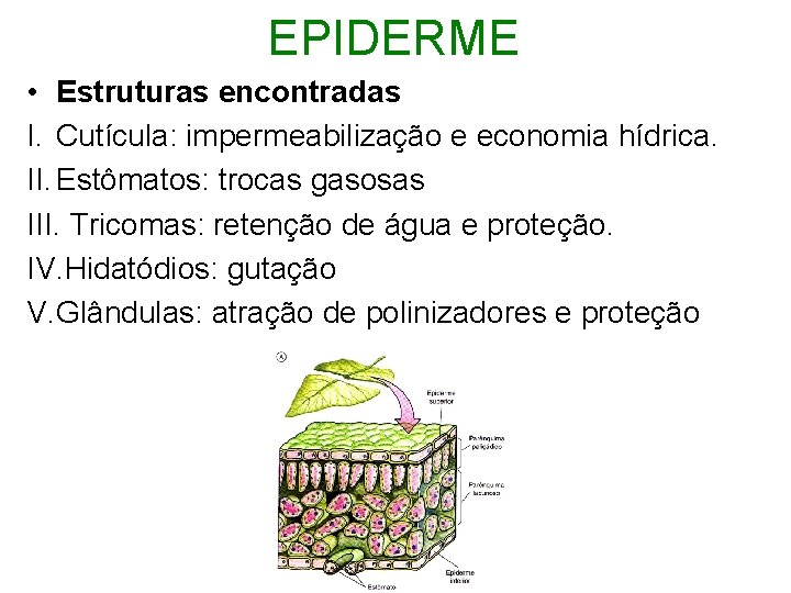  EPIDERME • Estruturas encontradas I. Cutícula: impermeabilização e economia hídrica. II. Estômatos: trocas