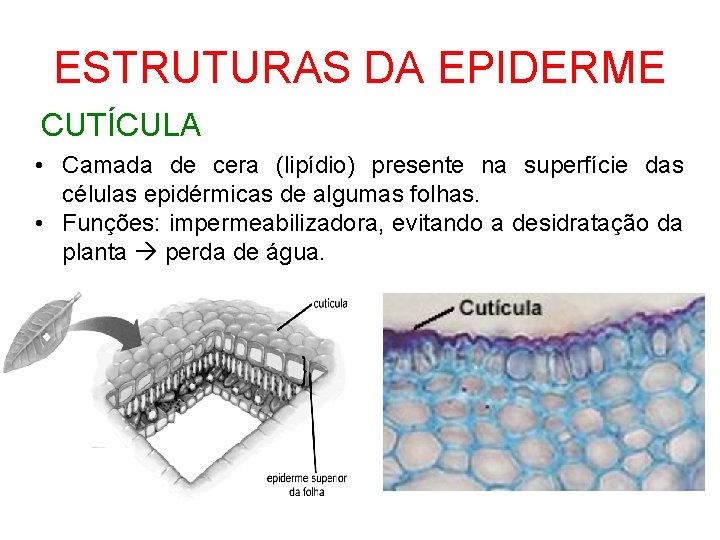 ESTRUTURAS DA EPIDERME CUTÍCULA • Camada de cera (lipídio) presente na superfície das células