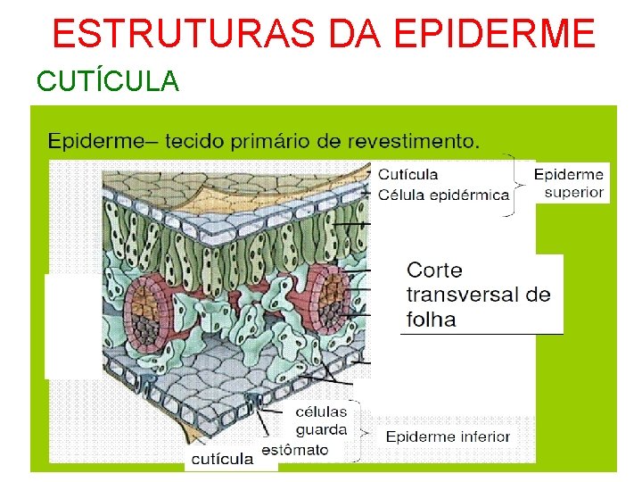 ESTRUTURAS DA EPIDERME CUTÍCULA 