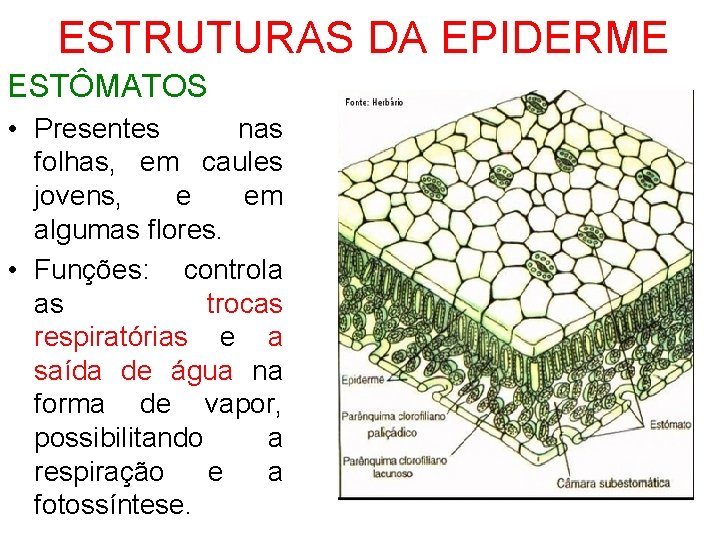 ESTRUTURAS DA EPIDERME ESTÔMATOS • Presentes nas folhas, em caules jovens, e em algumas