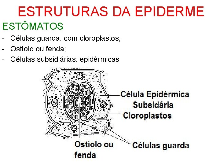 ESTRUTURAS DA EPIDERME ESTÔMATOS - Células guarda: com cloroplastos; - Ostíolo ou fenda; -