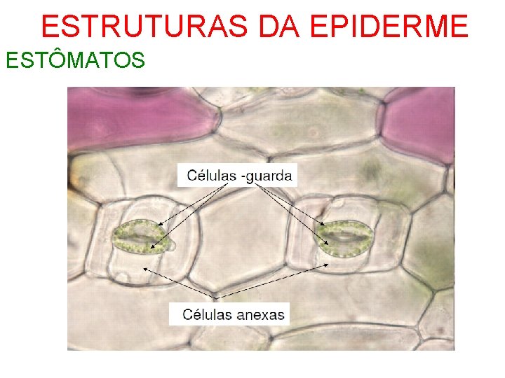 ESTRUTURAS DA EPIDERME ESTÔMATOS 