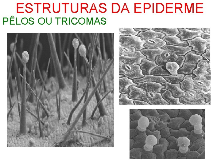 ESTRUTURAS DA EPIDERME PÊLOS OU TRICOMAS 