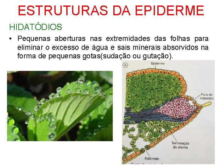 ESTRUTURAS DA EPIDERME HIDATÓDIOS • Pequenas aberturas nas extremidades das folhas para eliminar o