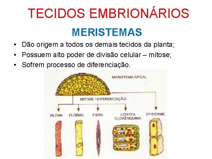 TECIDOS EMBRIONÁRIOS MERISTEMAS • Dão origem a todos os demais tecidos da planta; •