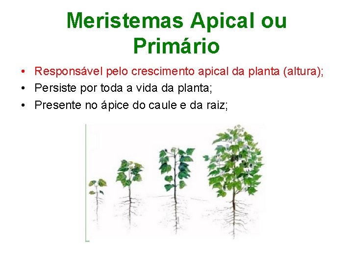 Meristemas Apical ou Primário • Responsável pelo crescimento apical da planta (altura); • Persiste