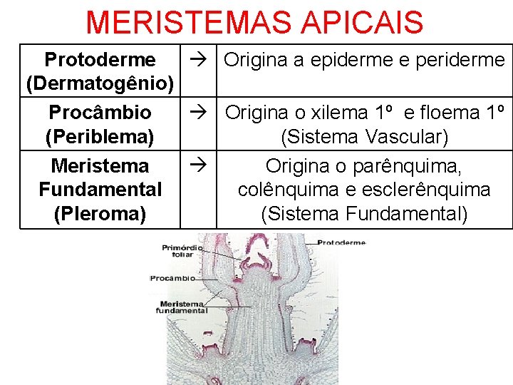 MERISTEMAS APICAIS Origina a epiderme e periderme Protoderme (Dermatogênio) Origina o xilema 1º e