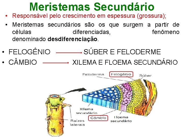 Meristemas Secundário • Responsável pelo crescimento em espessura (grossura); • Meristemas secundários são os