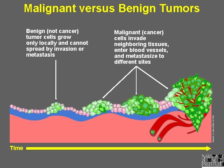 Malignant versus Benign Tumors Benign (not cancer) tumor cells grow only locally and cannot