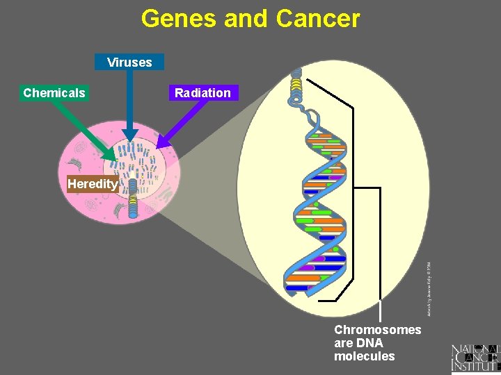 Genes and Cancer Viruses Chemicals Radiation Heredity Chromosomes are DNA molecules 