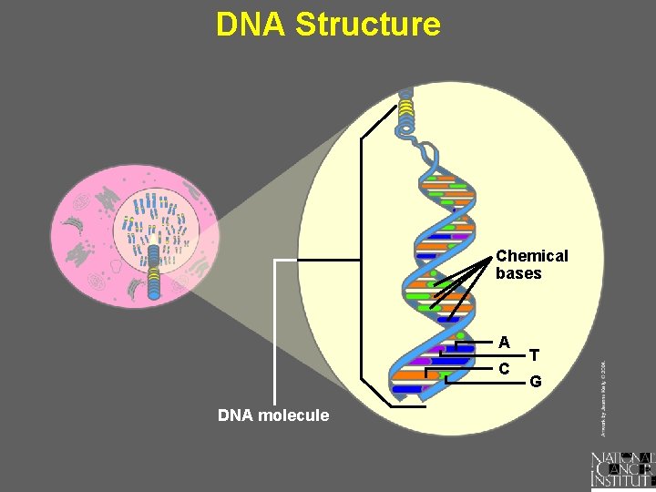 DNA Structure Chemical bases A C DNA molecule T G 