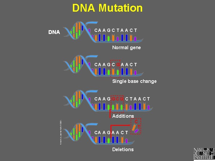 DNA Mutation DNA CA AG C T A A C T Normal gene CA