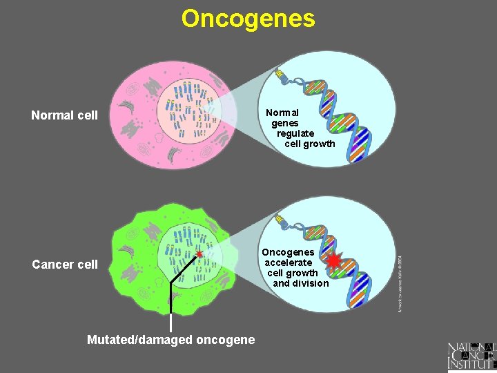 Oncogenes Normal cell Cancer cell Mutated/damaged oncogene Normal genes regulate cell growth Oncogenes accelerate