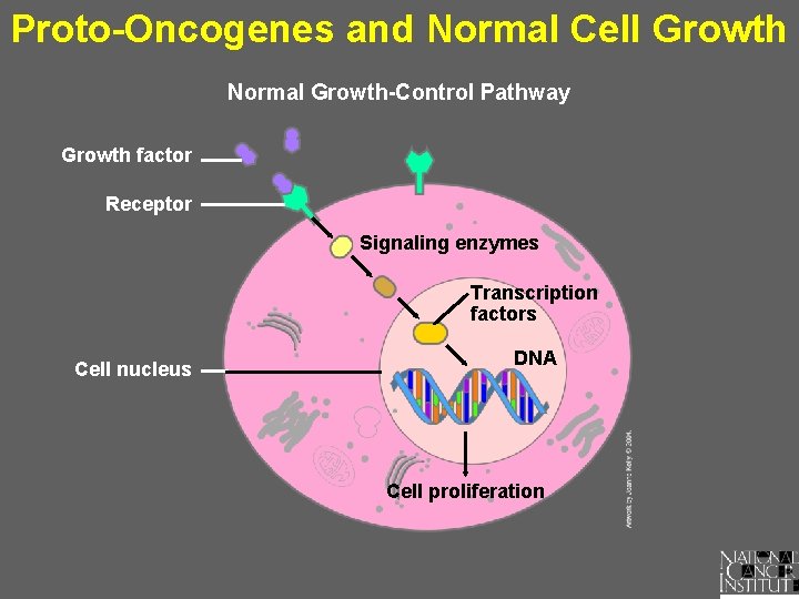 Proto-Oncogenes and Normal Cell Growth Normal Growth-Control Pathway Growth factor Receptor Signaling enzymes Transcription
