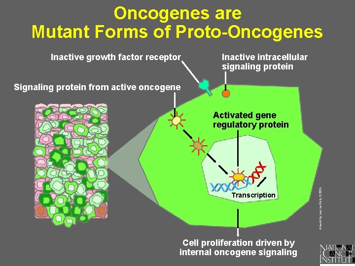 Oncogenes are Mutant Forms of Proto-Oncogenes Inactive growth factor receptor Inactive intracellular signaling protein