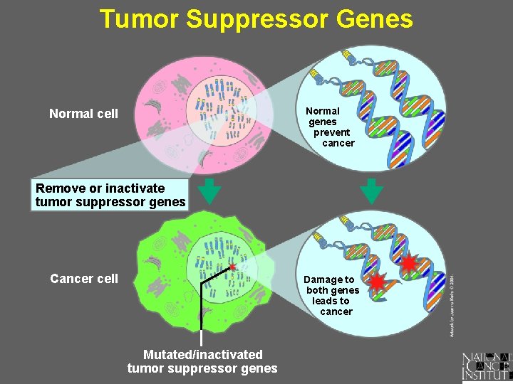 Tumor Suppressor Genes Normal genes prevent cancer Normal cell Remove or inactivate tumor suppressor