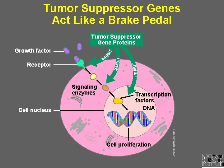 Tumor Suppressor Genes Act Like a Brake Pedal Tumor Suppressor Gene Proteins Growth factor