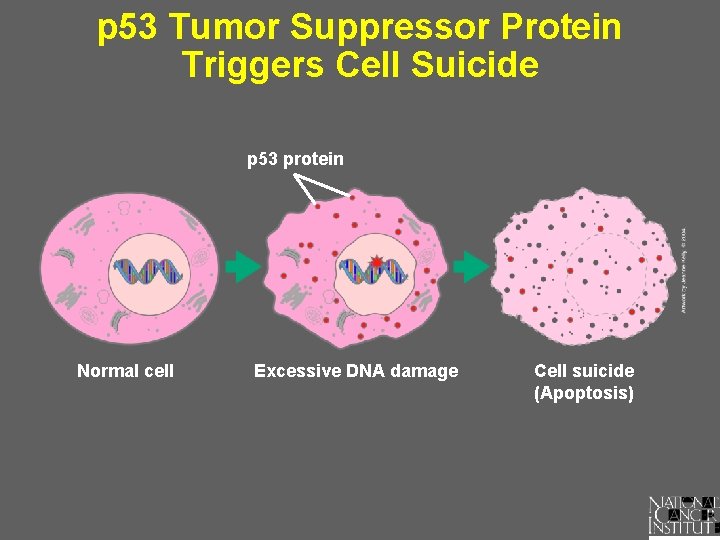 p 53 Tumor Suppressor Protein Triggers Cell Suicide p 53 protein Normal cell Excessive