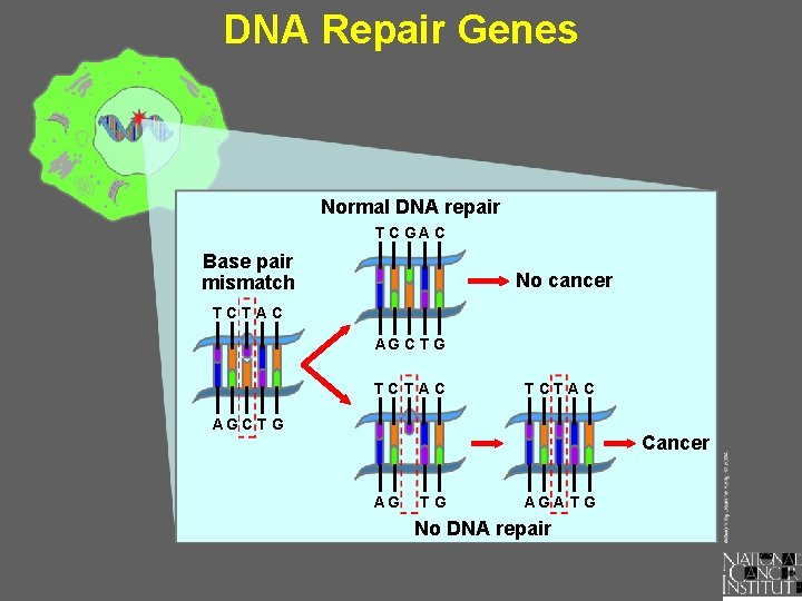 DNA Repair Genes Normal DNA repair T C GA C Base pair mismatch No