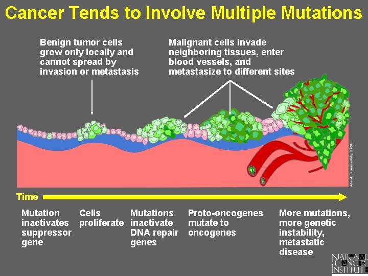 Cancer Tends to Involve Multiple Mutations Benign tumor cells grow only locally and cannot