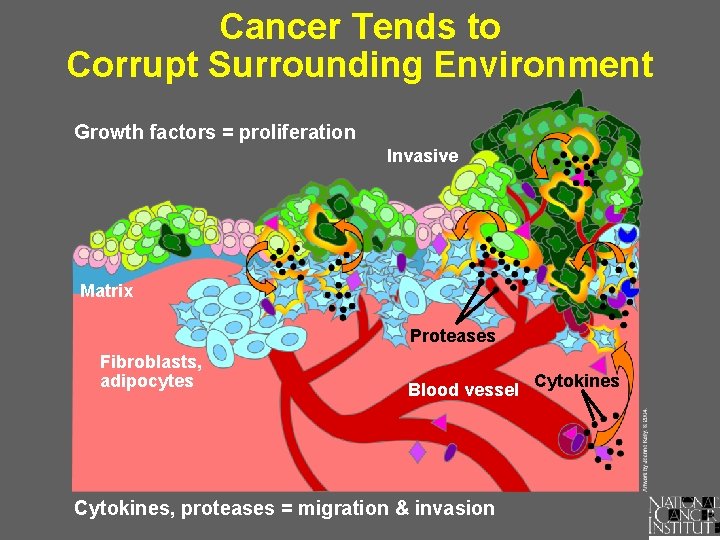 Cancer Tends to Corrupt Surrounding Environment Growth factors = proliferation Invasive Matrix Proteases Fibroblasts,