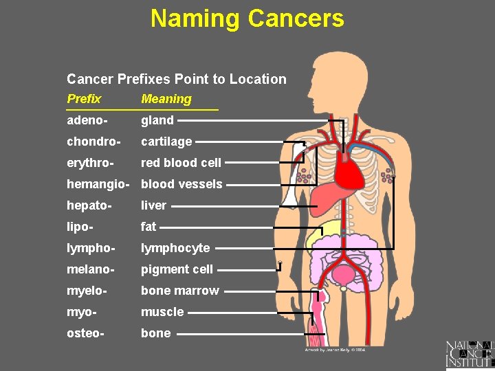 Naming Cancers Cancer Prefixes Point to Location Prefix Meaning adeno- gland chondro- cartilage erythro-