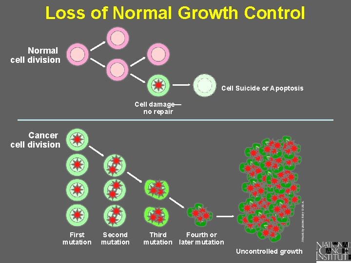 Loss of Normal Growth Control Normal cell division Cell Suicide or Apoptosis Cell damage—