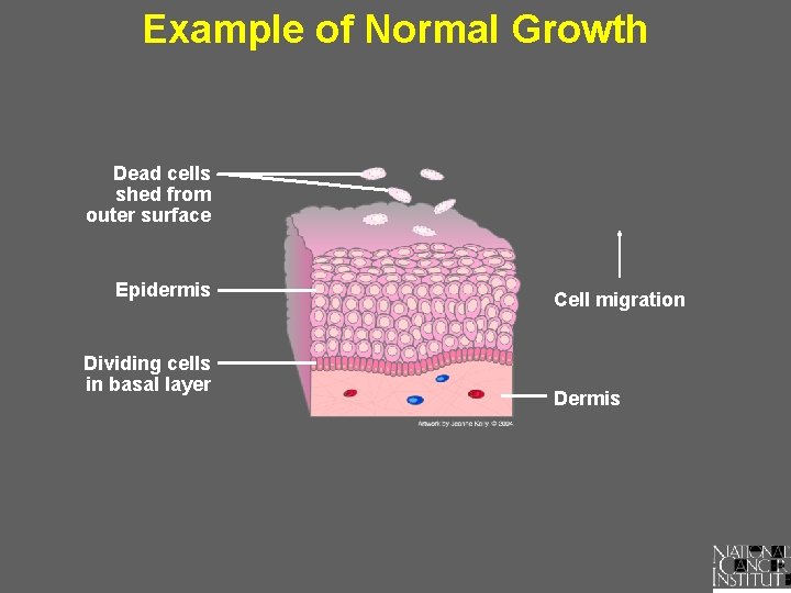 Example of Normal Growth Dead cells shed from outer surface Epidermis Dividing cells in