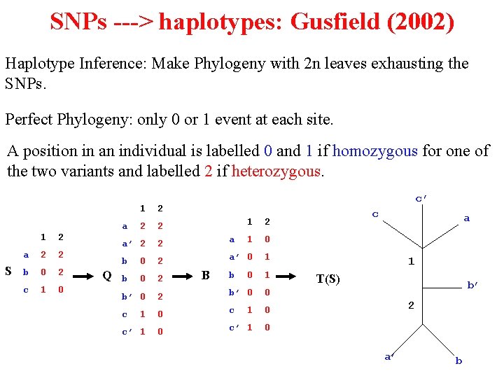 SNPs ---> haplotypes: Gusfield (2002) Haplotype Inference: Make Phylogeny with 2 n leaves exhausting
