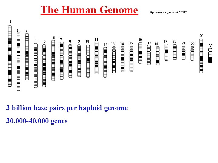 The Human Genome http: //www. sanger. ac. uk/HGP/ 1 2 3 4 5 6