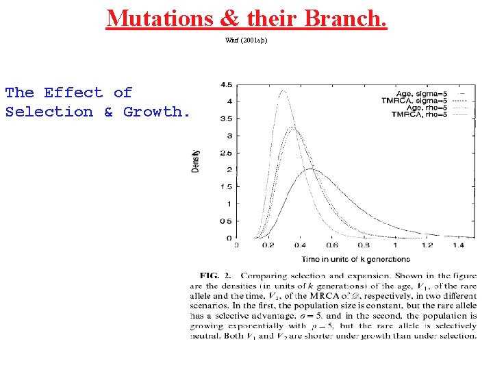 Mutations & their Branch. Wiuf (2001 a, b) The Effect of Selection & Growth.