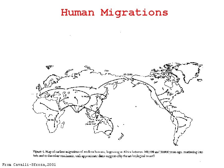 Human Migrations From Cavalli-Sfroza, 2001 