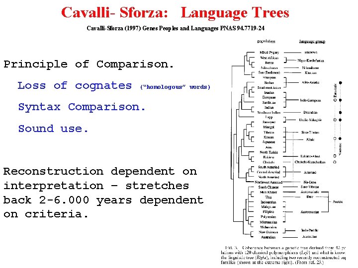 Cavalli- Sforza: Language Trees Cavalli-Sforza (1997) Genes Peoples and Languages PNAS 94. 7719 -24
