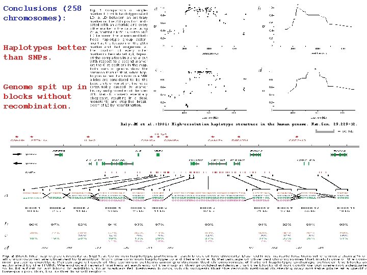 Conclusions (258 chromosomes): Haplotypes better than SNPs. Genome spit up in blocks without recombination.