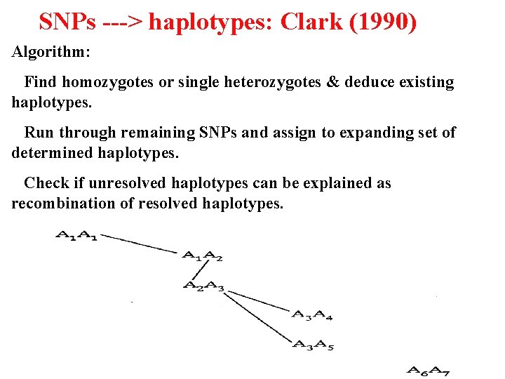 SNPs ---> haplotypes: Clark (1990) Algorithm: Find homozygotes or single heterozygotes & deduce existing