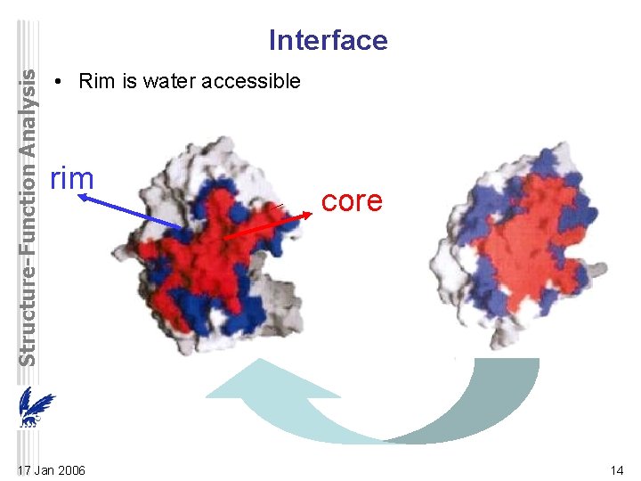 Structure-Function Analysis Interface • Rim is water accessible rim 17 Jan 2006 core 14